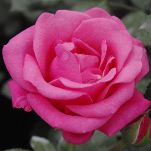 Rose - rosiers floribunda